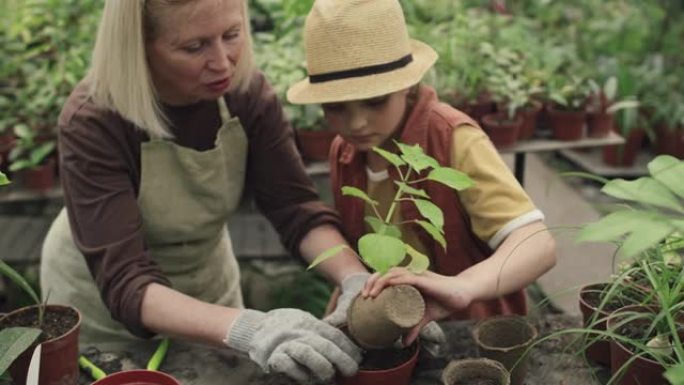 女孩和她的奶奶重新种植室内植物