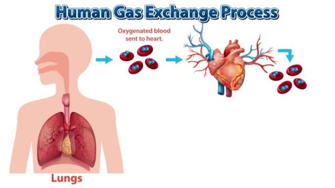 带有解释的人体气体交换过程动画