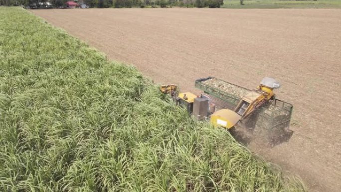 联合收割机在田间切割甘蔗