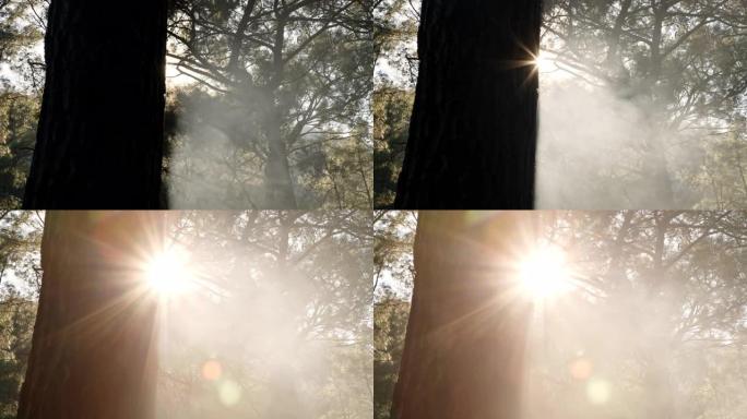 圣诞树和冷杉在火的烟雾中，阳光照进相机。浓雾在茂密的森林中吹来，阳光穿过烟雾。