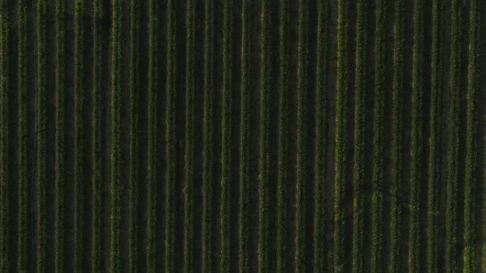 空中无人机拍摄了一排排的农作物