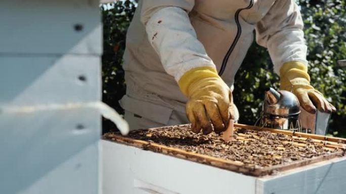 瓦螨控制。Varroa析构函数。如何治疗瓦螨蜜蜂。养蜂人对待瓦螨的蜜蜂。蜜蜂的疾病及其治疗。变张。