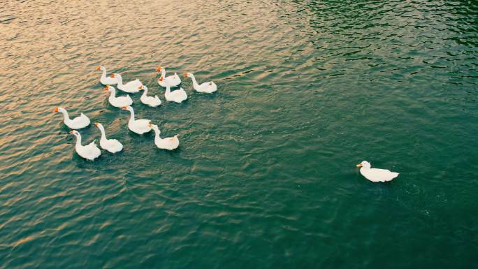 湖面游动的鹅群丨4K丨原创实拍