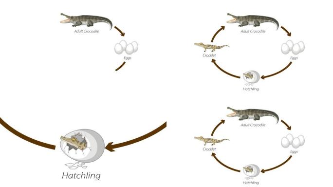 鳄鱼生命周期图动画
