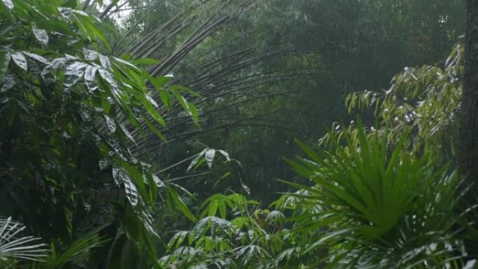 雨水落在中国成都植物园的树上，大树和大叶