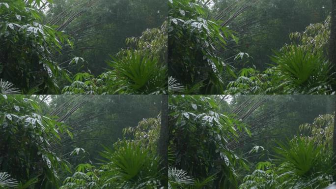 雨水落在中国成都植物园的树上，大树和大叶