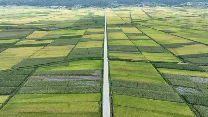 金黄稻田中一条笔直道路