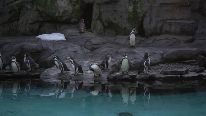 一群洪堡企鹅，Spheniscus humboldti秘鲁企鹅站在蓝水附近的岩石海岸上，在游泳池里游