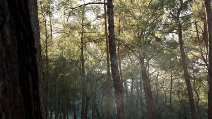 黎明或日落时云杉森林中的小雾，阳光照进相机。浓雾在茂密的森林中吹来，阳光穿过烟雾。