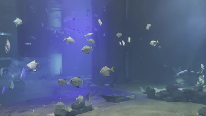 鲨鱼在大型水族馆的一群小鱼中游泳