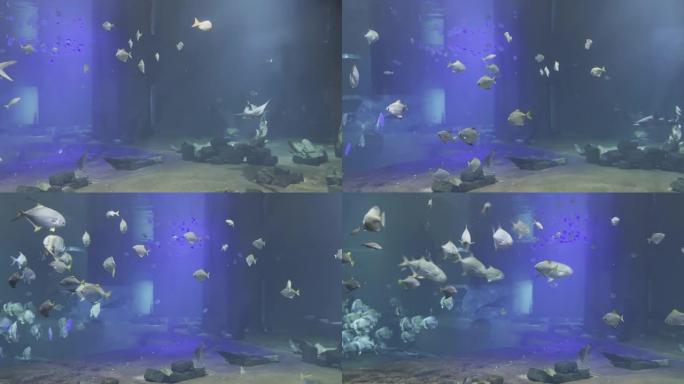 鲨鱼在大型水族馆的一群小鱼中游泳