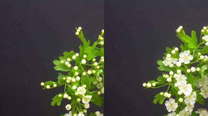 在黑色背景上生长的白色开花灌木的垂直4k延时。克拉塔格斯盛开的花。