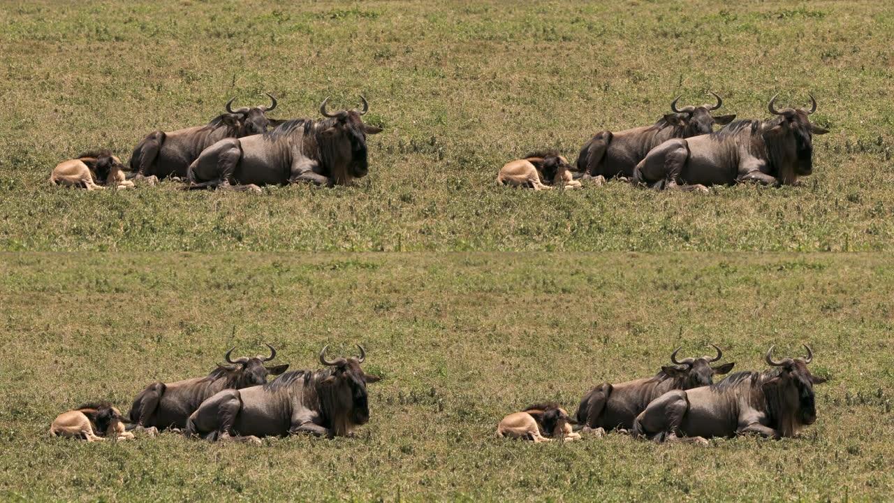 Ngorogoro火山口有小牛的Knu家族