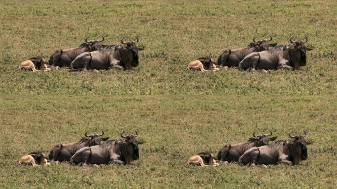 Ngorogoro火山口有小牛的Knu家族