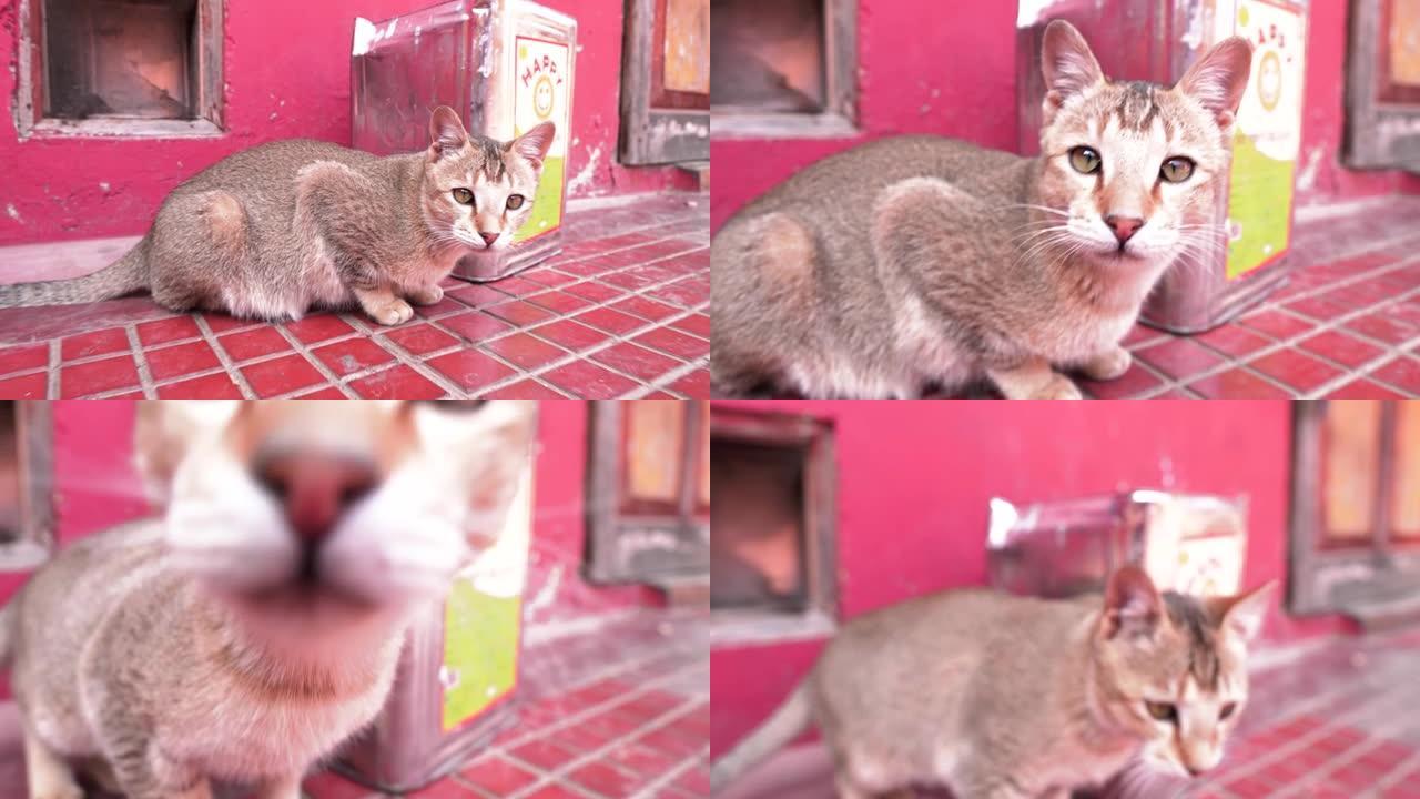 不丹廷布的一只不丹猫