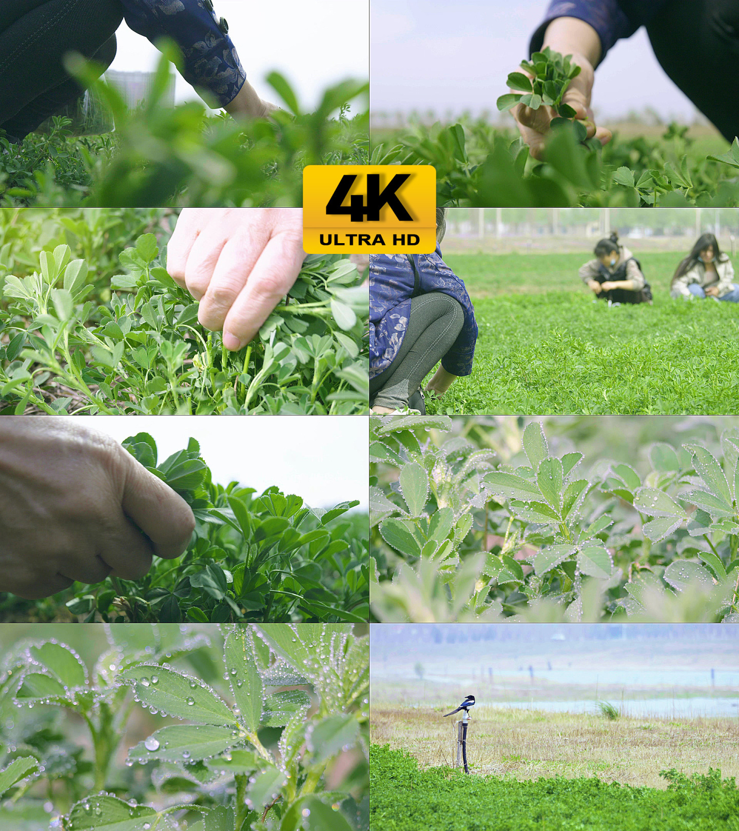 原创4k野地拔野菜菜地蔬菜