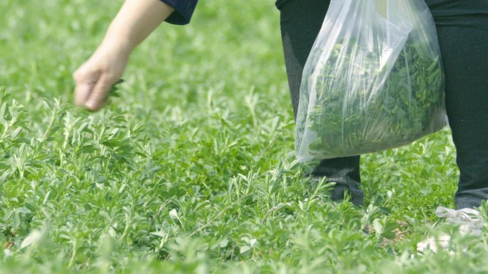 原创4k野地拔野菜菜地蔬菜