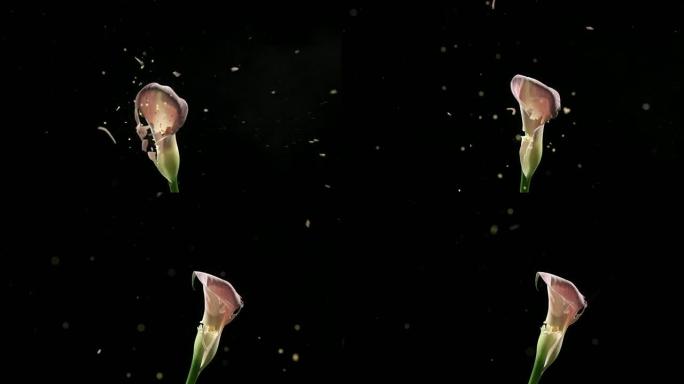 花在慢动作中爆炸。