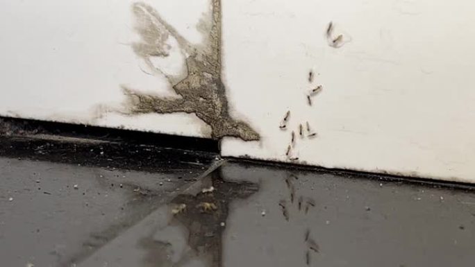 蚂蚁在墙上和地板上奔跑