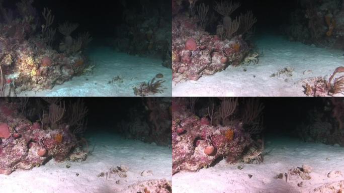 珊瑚附近水下沙底的龙虾。