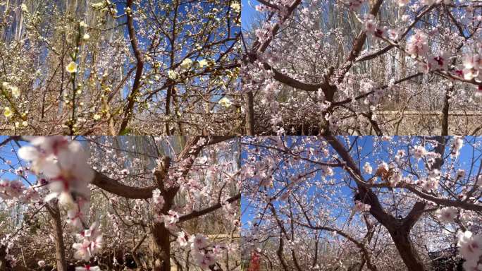 新疆农村的杏花、巴旦木花