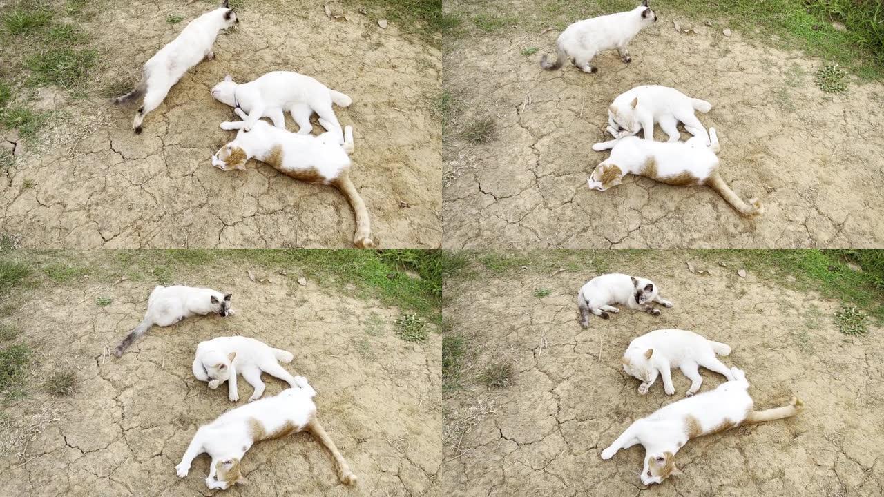 三只猫在地上