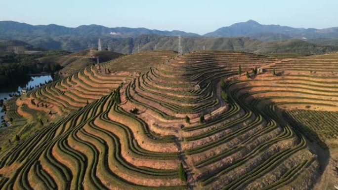 晴天的高山梯田茶园的鸟瞰图