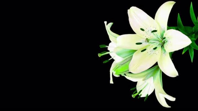 黑色背景上的白色百合花，被称为百合百合，在黑色背景下绽放。有文字空间。时间间隔