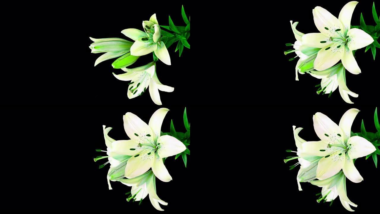 黑色背景上的白色百合花，被称为百合百合，在黑色背景下绽放。有文字空间。时间间隔