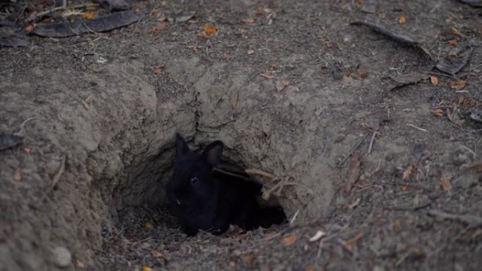 兔子在地下挖洞。底土上的洞是兔子的自然栖息地。