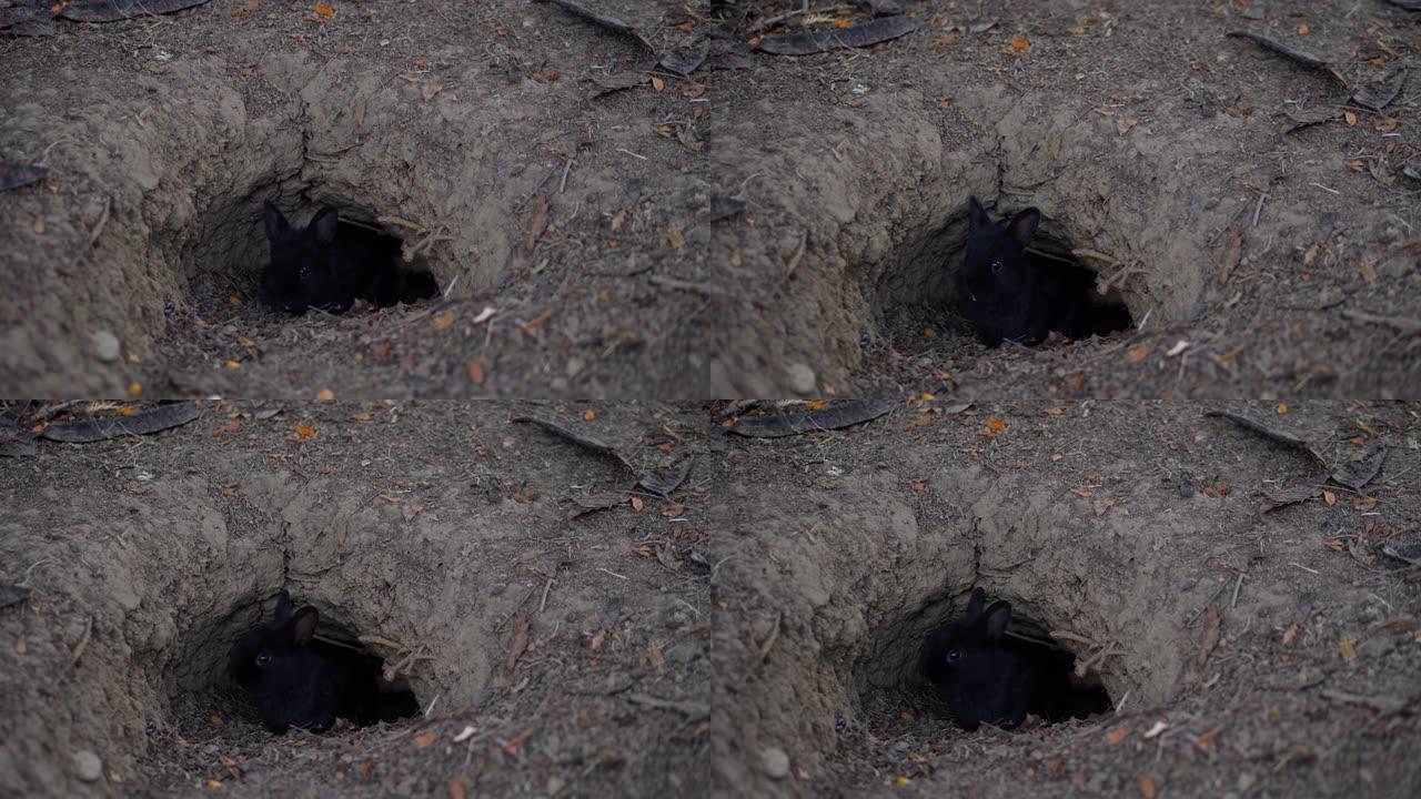 兔子在地下挖洞。底土上的洞是兔子的自然栖息地。