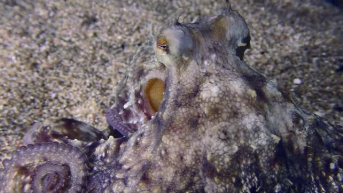 沙质海底的章鱼。