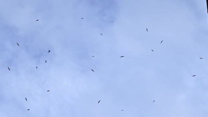一群鸟在多云的蓝天上乱飞。慢动作，一群鸟在天空的背景中转圈。