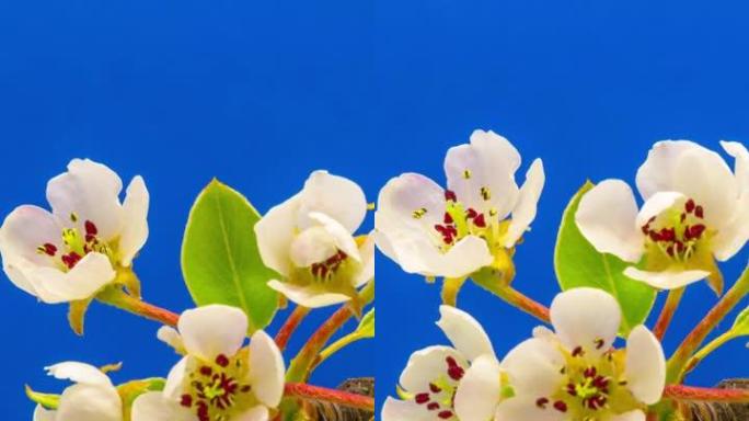 4k垂直延时的梨花盛开，并在蓝色背景上生长。盛开的梨花。9:16比例的垂直时间流逝手机和社交媒体准备
