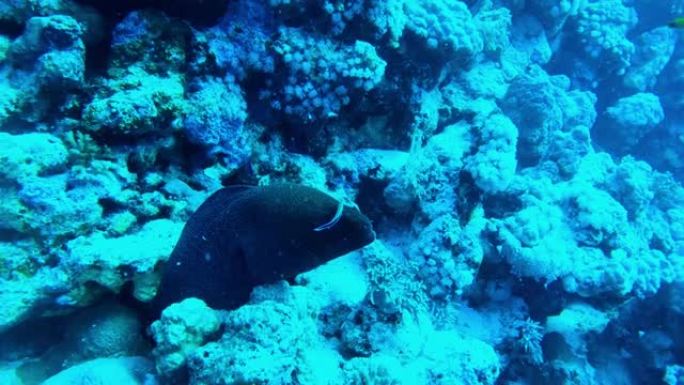 埃及红海底部的白眼海鳗