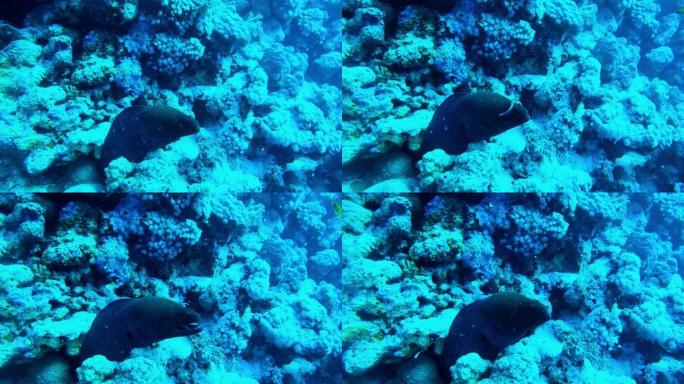 埃及红海底部的白眼海鳗