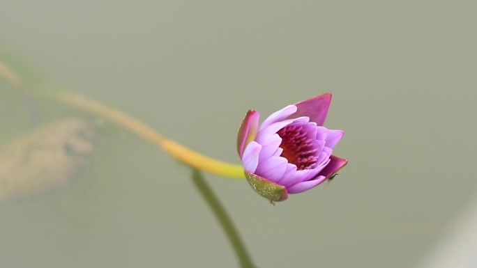 清新唯美紫色睡莲子午莲莲花荷花苞