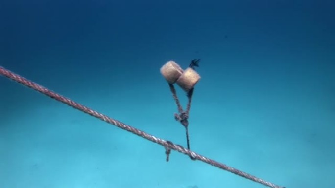 可爱的小鱼在水下电缆附近游泳。