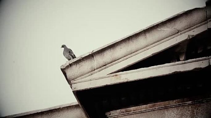 不祥的鸟坐在古老的腐烂建筑的屋顶上，恐怖