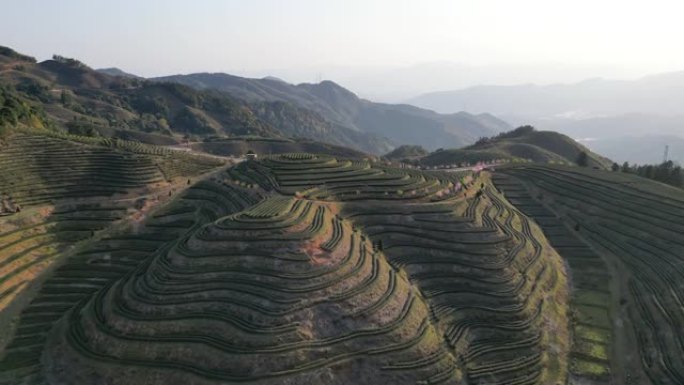 晴天的高山梯田茶园的鸟瞰图