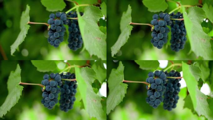 蓝色葡萄簇在模糊的背景上近距离生长，相机运动平稳