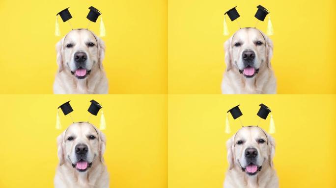 一只穿着研究生服装的狗。一只戴着黑色毕业帽的金毛猎犬坐在黄色背景上，有放置文字的地方。学院或大学毕业