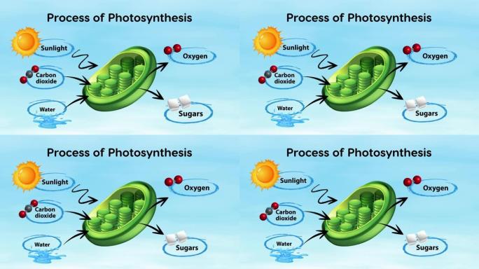 光合作用图过程的二维动画。