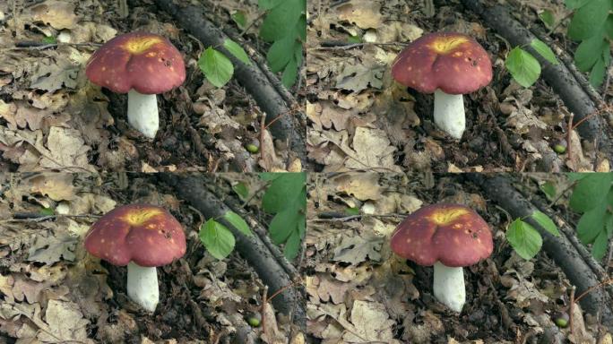 森林地面背景下的整个红菇。