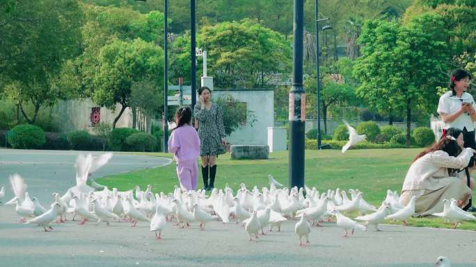 鸽子 希望之鸽子  女孩喂鸽子