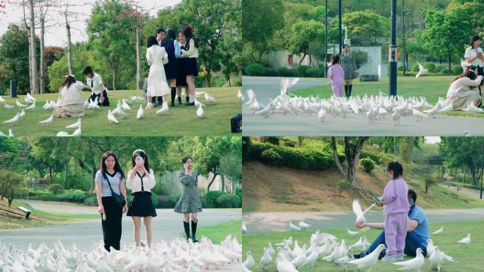 鸽子 希望之鸽子  女孩喂鸽子