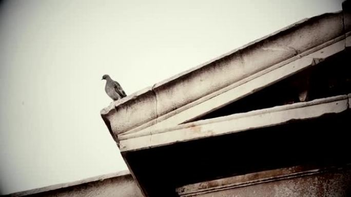 不祥的鸟坐在旧腐烂的建筑物的屋顶上，恐怖片，坏兆头