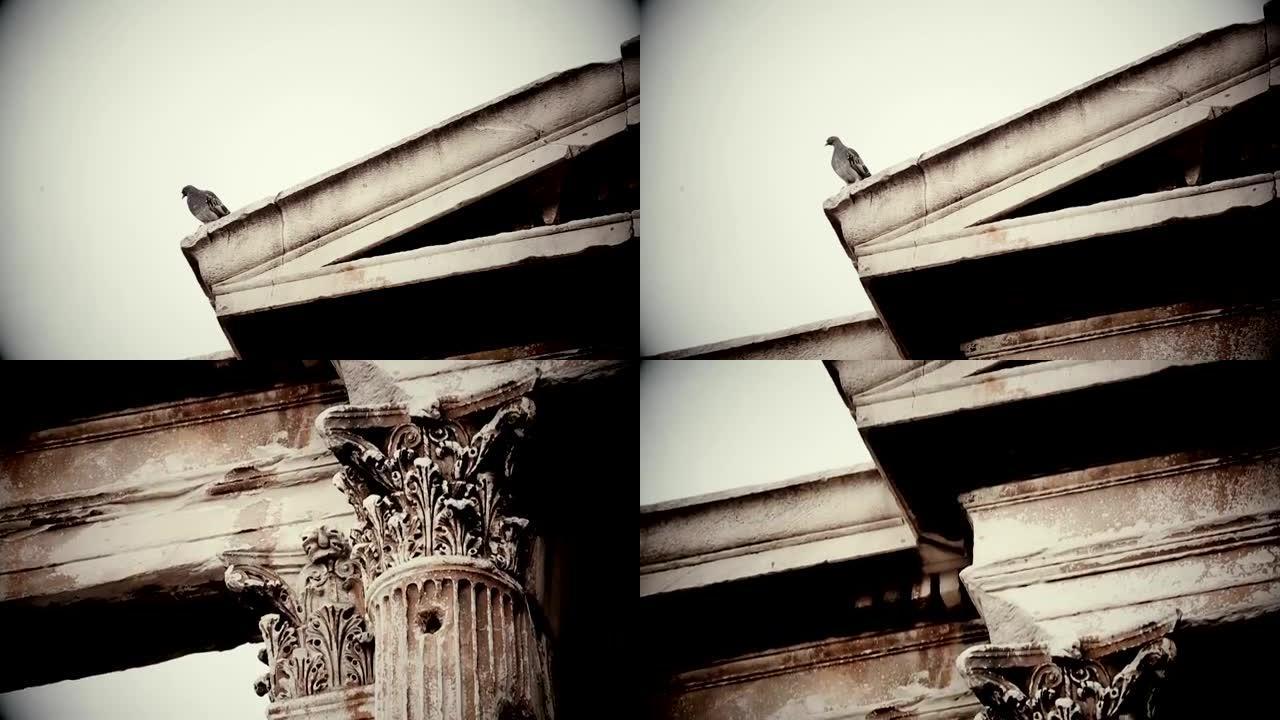 不祥的鸟坐在旧腐烂的建筑物的屋顶上，恐怖片，坏兆头