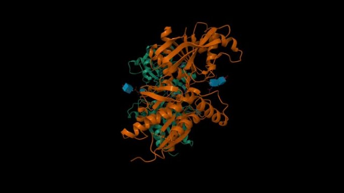 与心房利钠肽 (蓝色) 复合的利钠肽受体C二聚体的结构