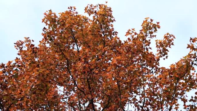 广州石门森林公园的红色秋叶